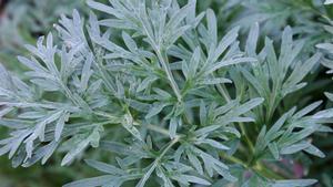 Artemisia absinthium, la planta multiús amb propietats curatives amb què es fa el licor d’absenta