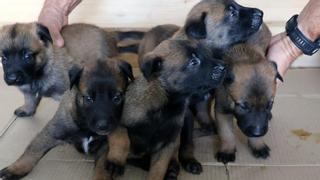Los primeros cachorros agentes de la Unidad Canina de la Policía Local de Santa Cruz