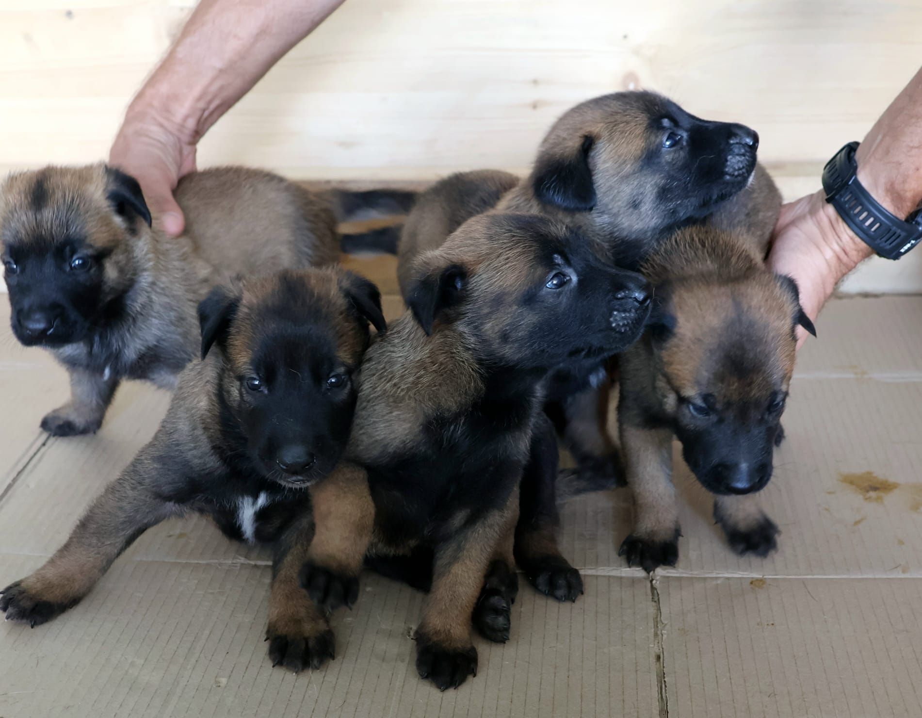 Los nuevos cachorros policía de Santa Cruz