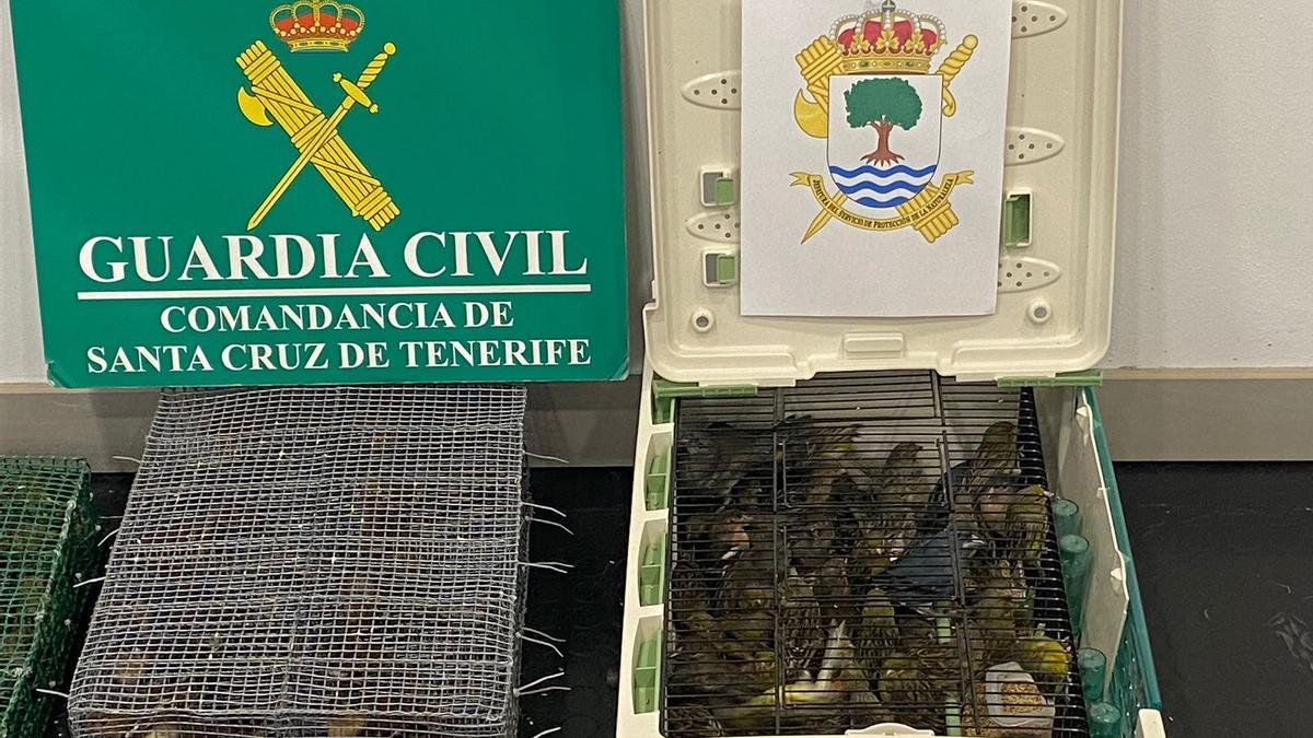 Aves recuperadas por la Guardia Civil