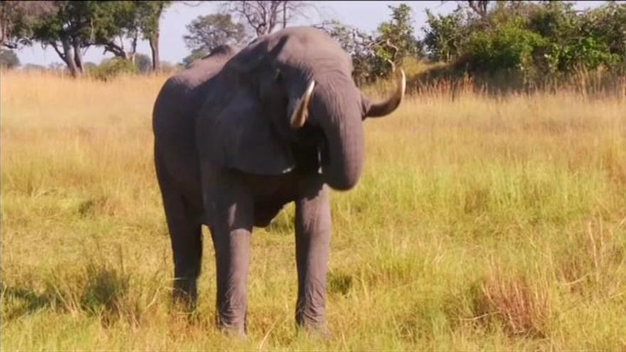 90 elefantes aparecen muertos en Botswana