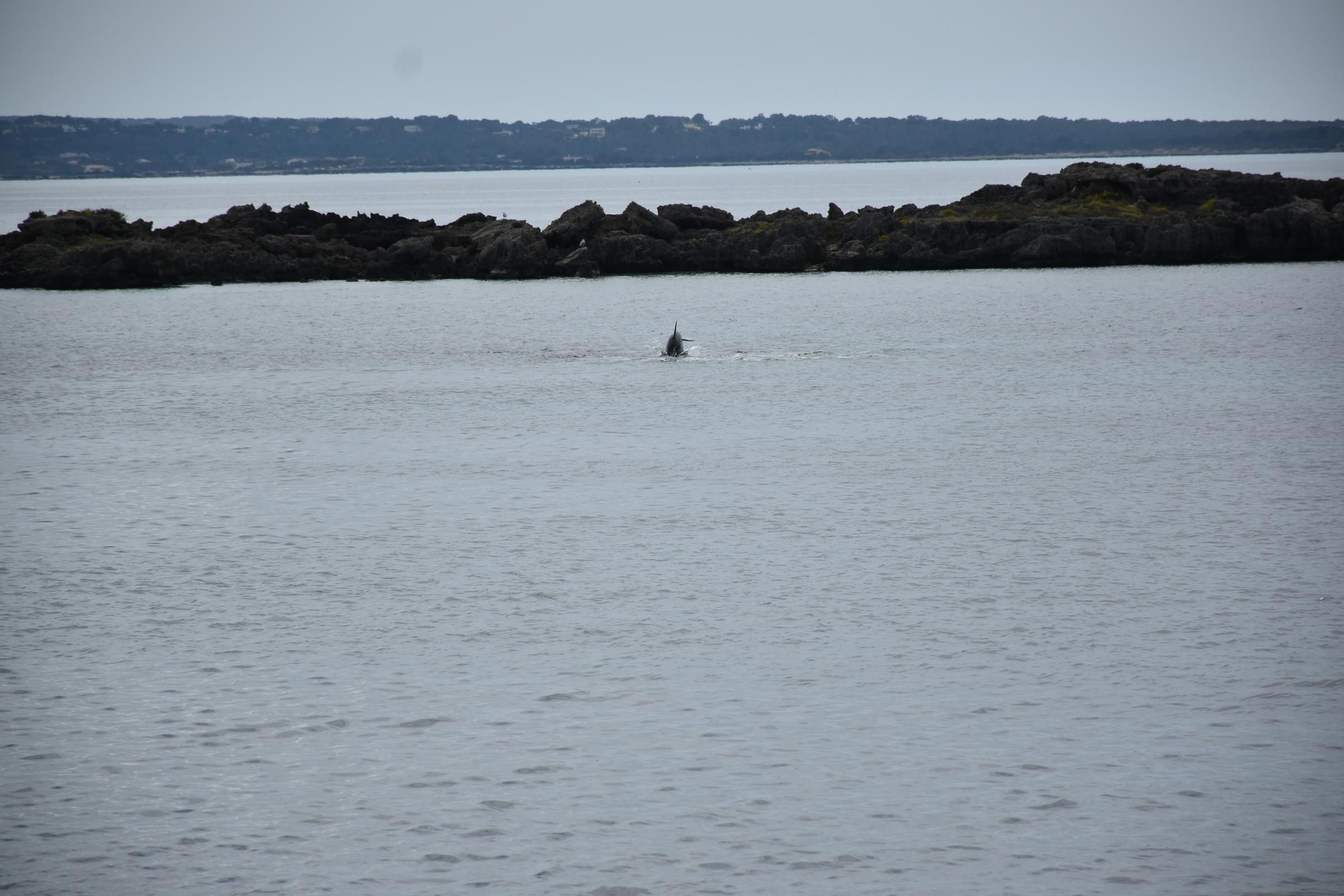 Delfines en  s'Espalmador