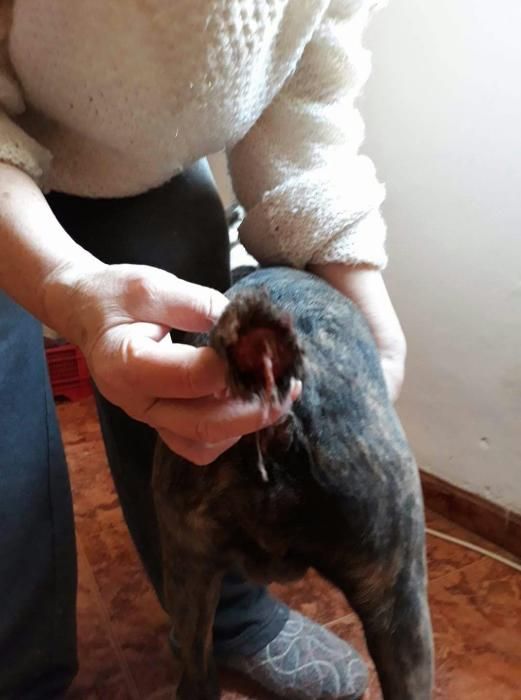 Tortura animal en el parque Requena