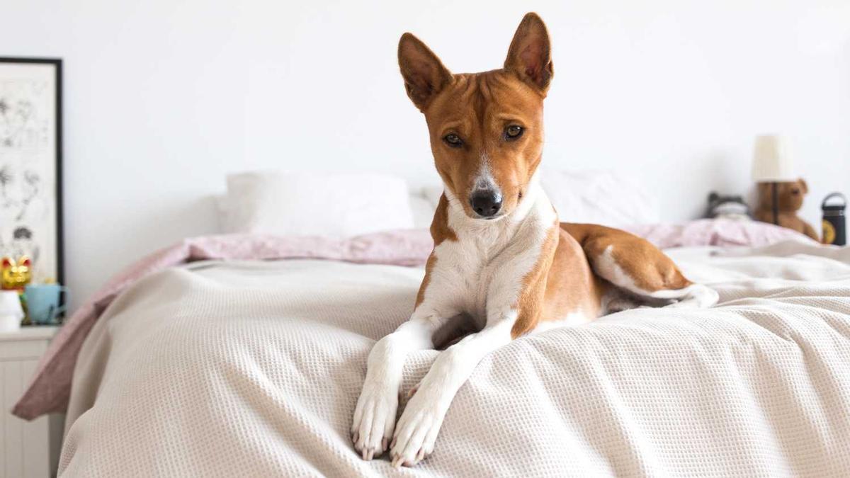 Un exemplar de la raça de gos basenji