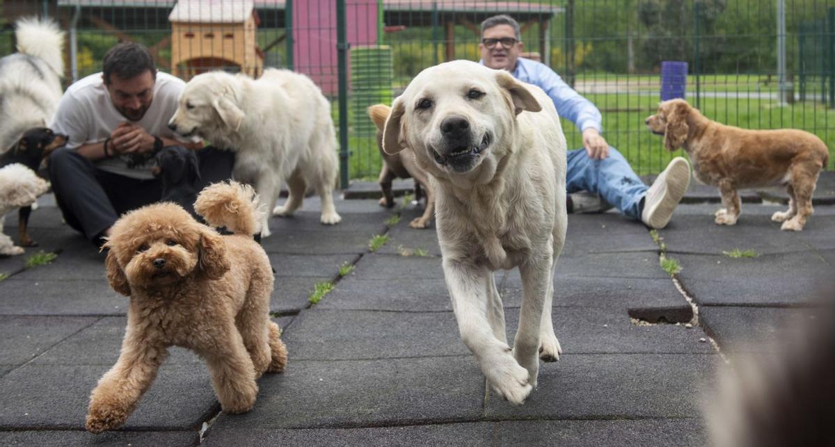 Dos canes, en una de los patios de juego de la residencia canina Montegatto, en Oza dos Ríos. | Casteleiro/Roller Agencia