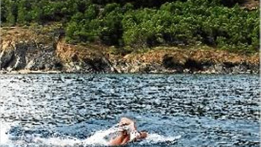 La primera marató nedant de l&#039;Estat es farà a la Costa Brava