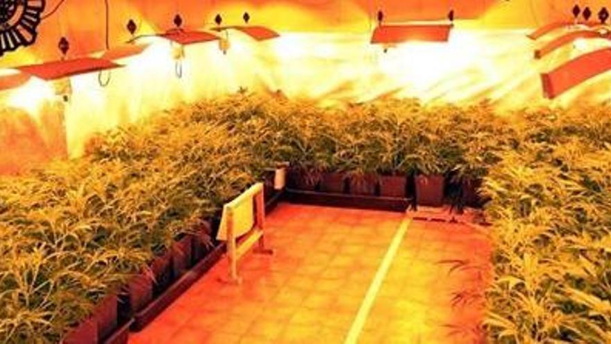 Desmantelan una plantación de 1000 plantas de marihuana en Vizcaya.
