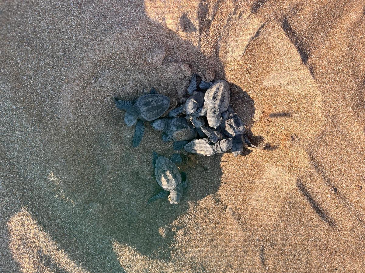 Las imágenes del prodigio: Nace 128 tortugas en Dénia