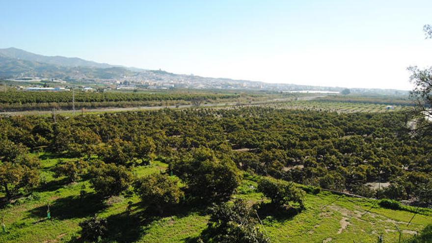 Imagen de una plantación de aguacates de Trops en la Axarquía.