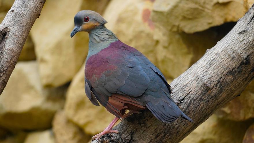 Paloma perdiz jamaicana en Bioparc Fuengirola