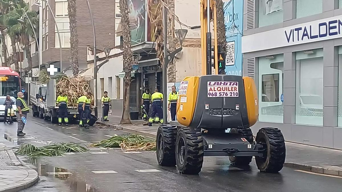 Poda de las palmeras en la calle Ramón Gallud de Torrevieja en el mes de octubre pasado