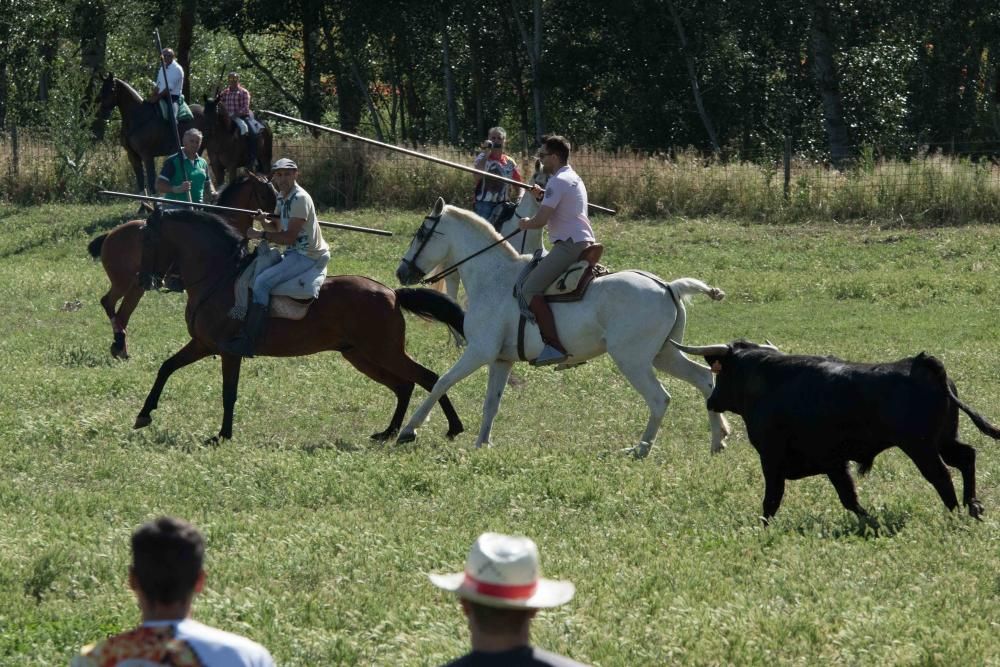 Encierro de Vadillo de la Guareña