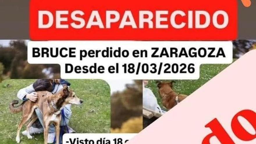 La búsqueda de Bruce, el perro desaparecido desde el miércoles en el parque Miraflores, acaba con éxito