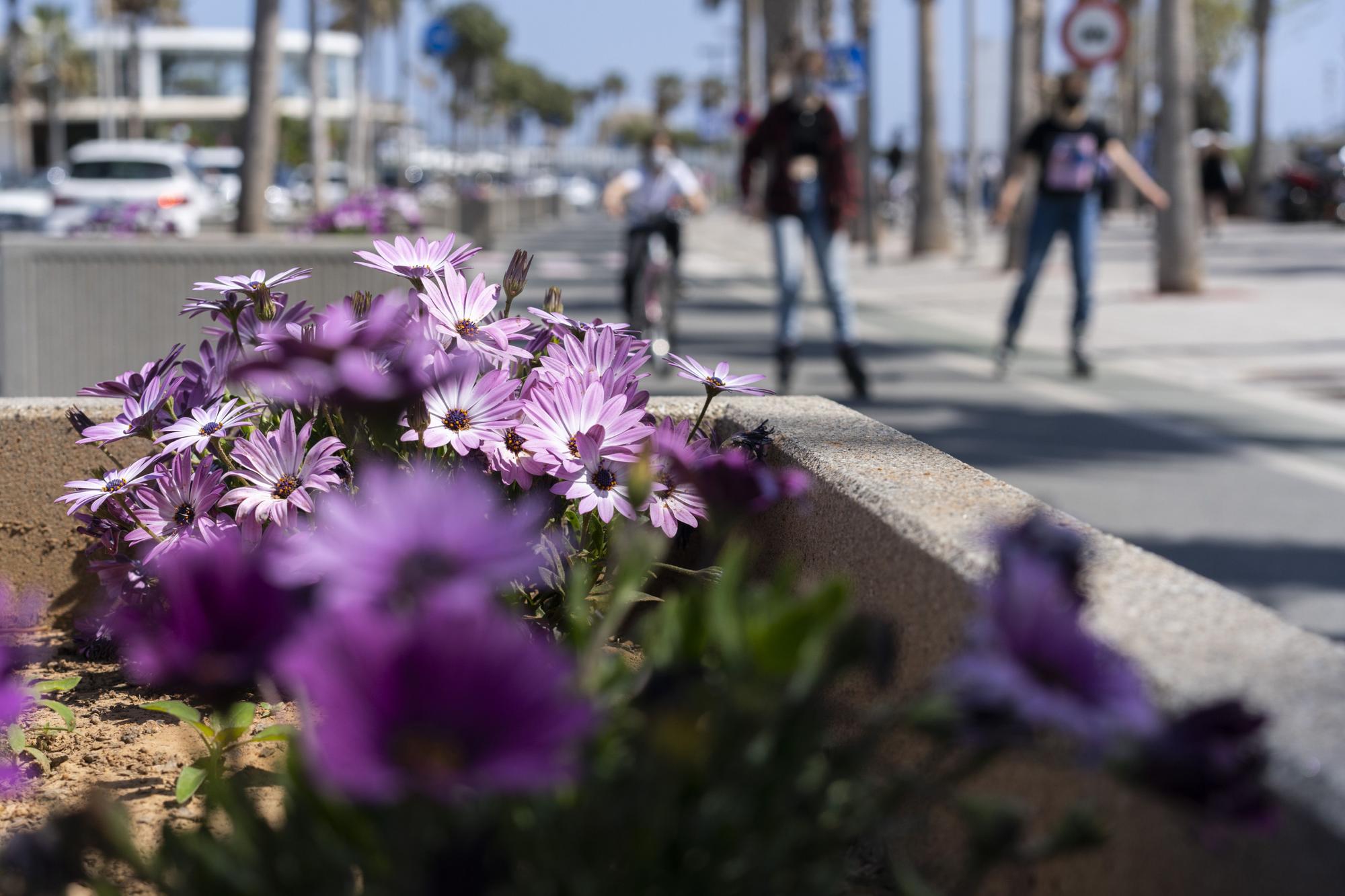 La primavera toma València