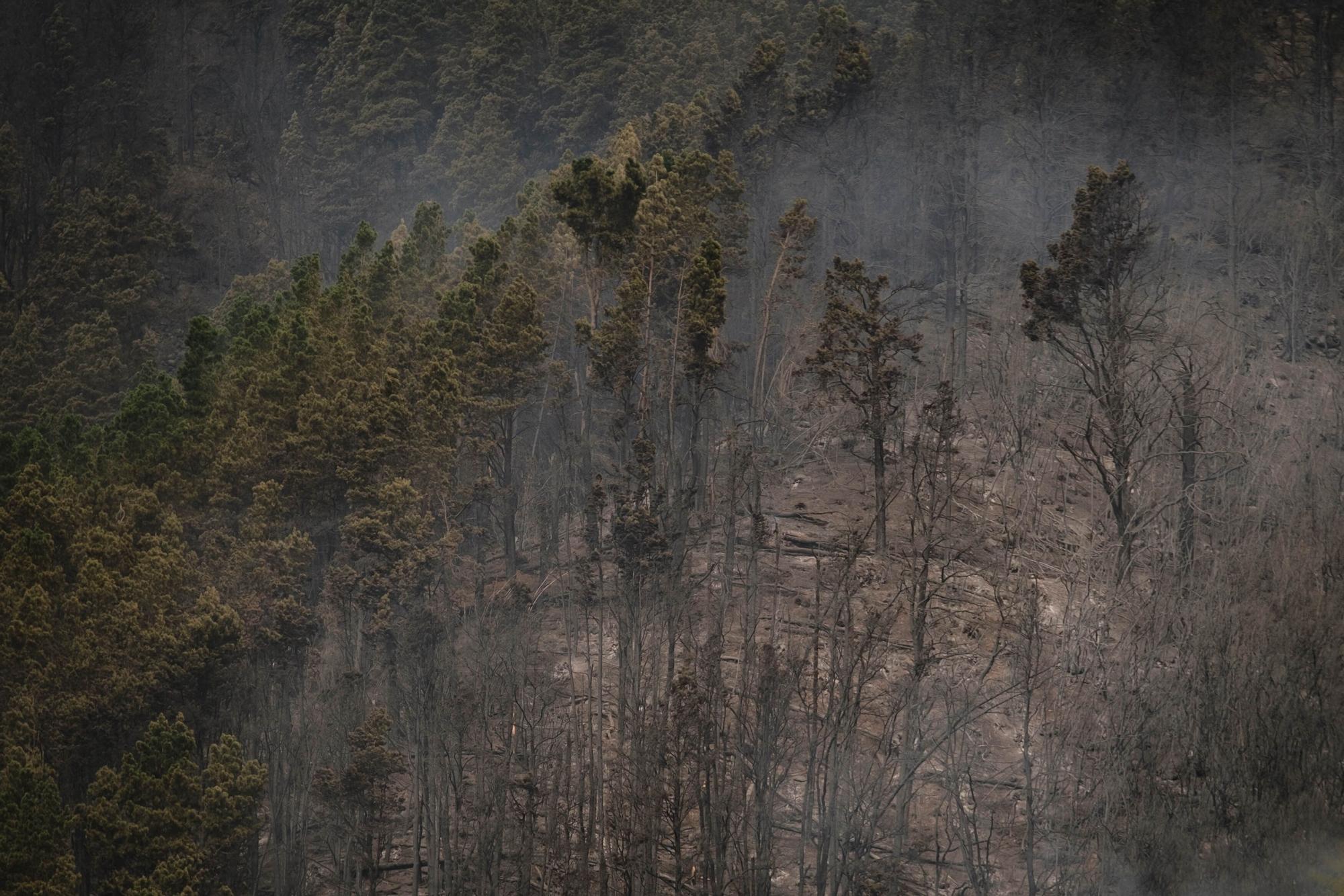 El incendio de Tenerife sigue activo