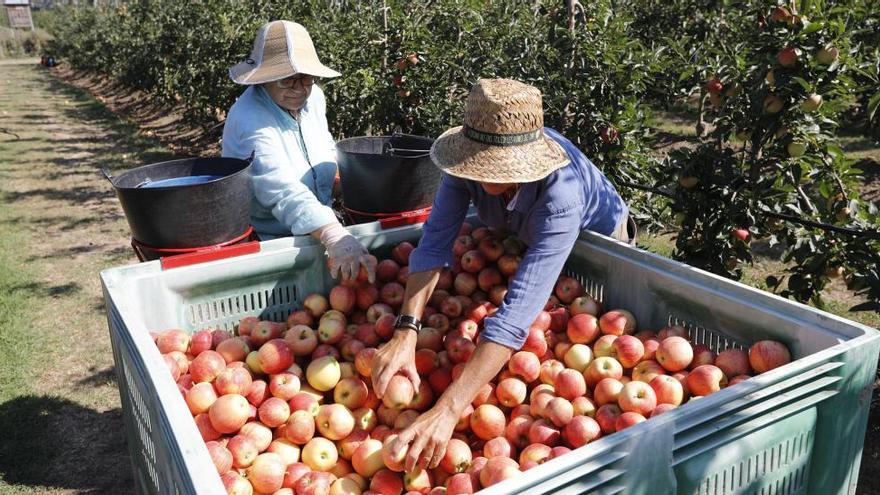 Els productors de Poma de Girona preveuen  una collita un 2% inferior que l&#039;any passat