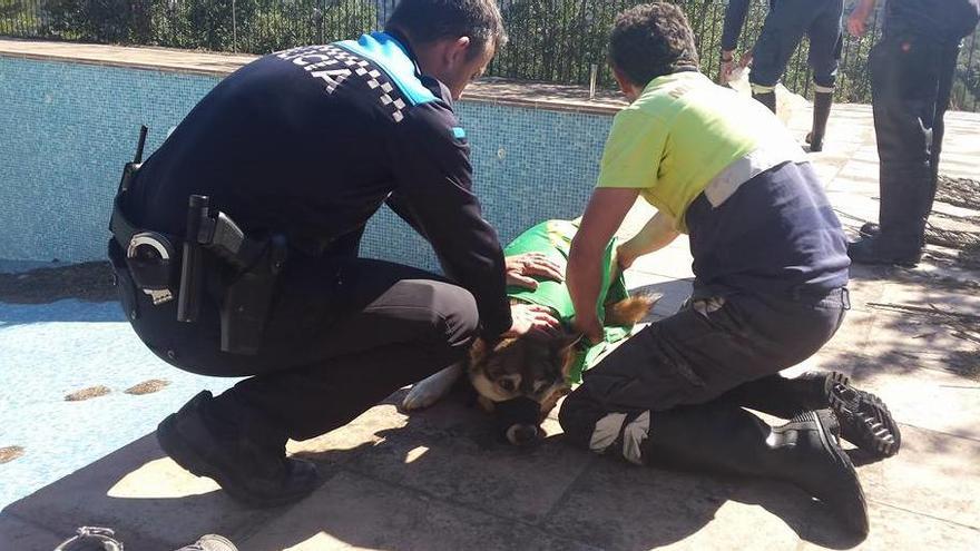 La policia de Tossa salva una gossa atrapada des de feia dies en una piscina