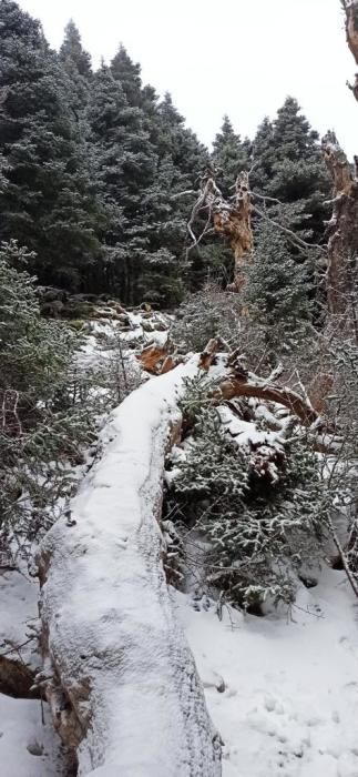 La Sierra de las Nieves se tiñe de blanco