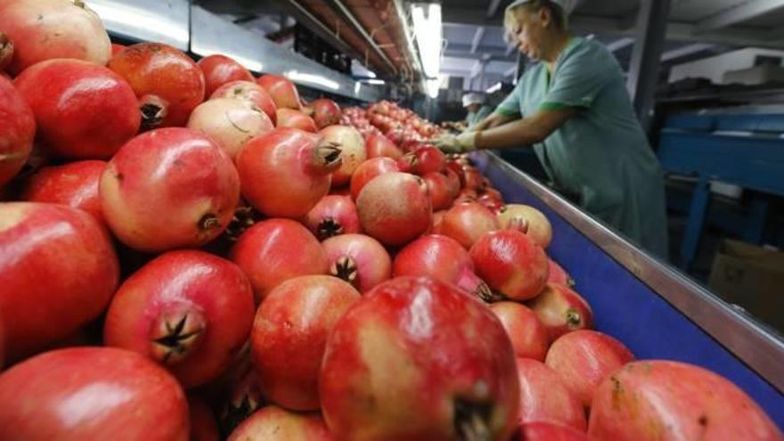 Algunas de las granadas más tempranas que se han recolectado esta semana en el Camp d&#039;Elx para salir a los mercados.