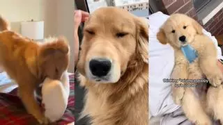 El video viral sobre las fases que pasa el dueño de un Golden Retriever