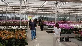 La flor canaria que conquista China empieza a tener competencia: el gigante asiático concentra el 30% de sus ventas