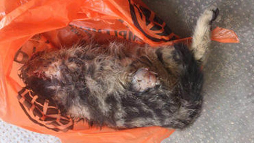 Uno de los gatos que apareció muerto en el cementerio, con la cabeza y una pata mutiladas.