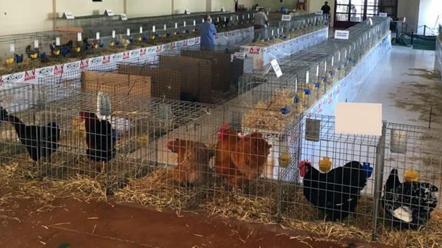 Las gallinas estuvieron presentes en la feria avícola Valle del Palancia.