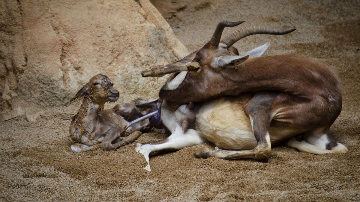 Nacimiento en directo de antílope africano en el Bioparc de València