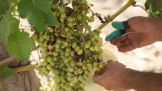 La Generalitat impulsará una investigación para obtener variedades autóctonas de uva del Vinalopó sin semilla