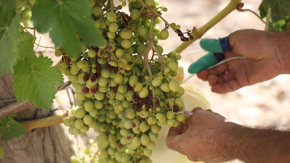 La Generalitat impulsará una investigación para obtener variedades autóctonas de uva del Vinalopó sin semilla