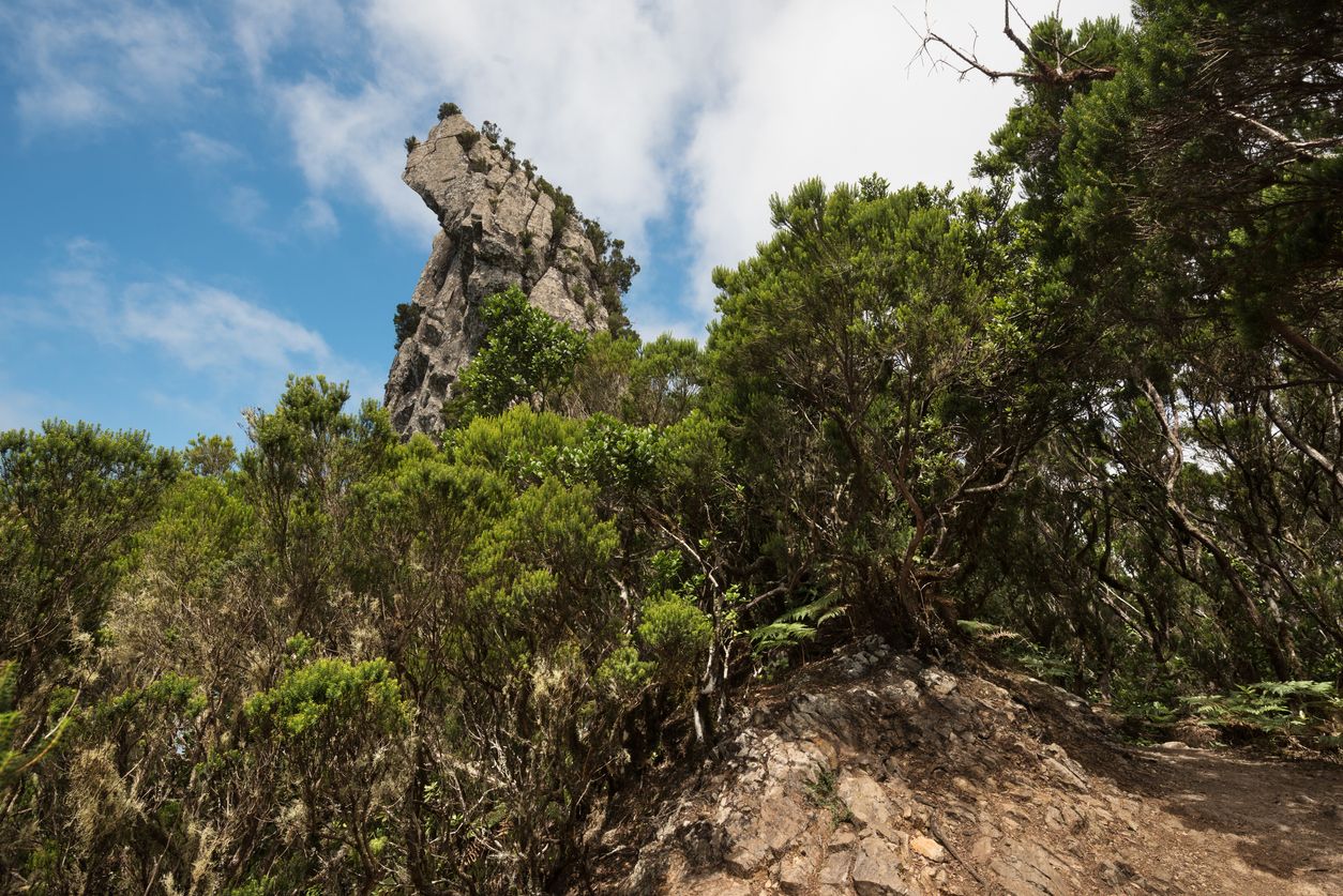 Roque Anambro en el Bosque Encantado de Tenerife