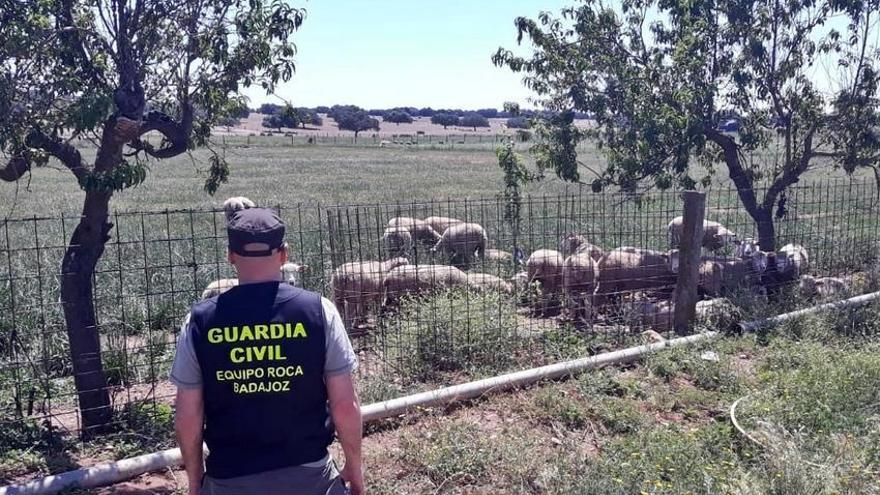 Investigan a un vecino de Valencia de Alcántara por robar 20 borregos en Talavera la Real