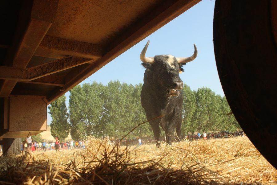 Fiestas en Zamora: Villamor de los Escuderos