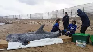 Al rescat dels animals marins ferits en les costes