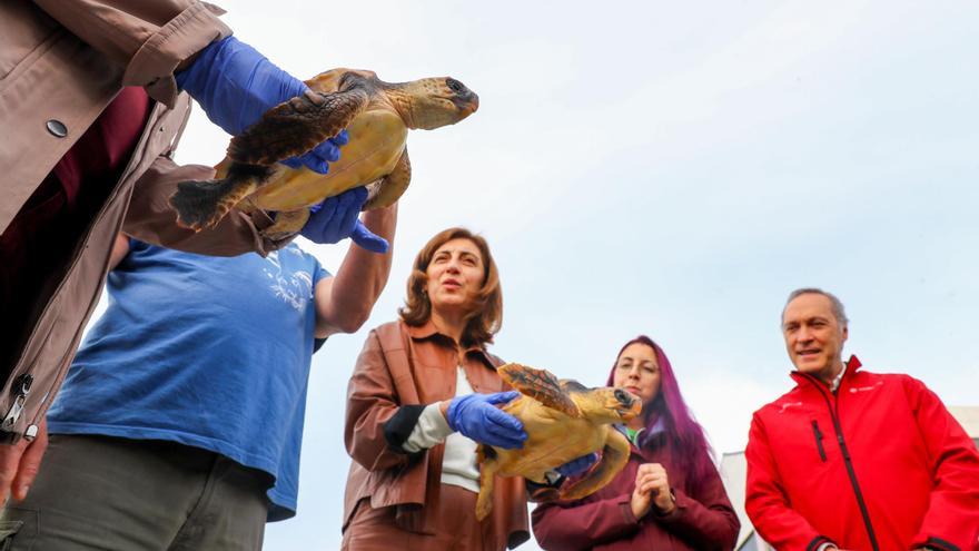 Galicia salva otras tres tortugas