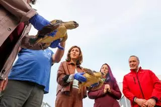 Galicia salva otras tres tortugas