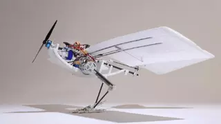 Así es el increíble pájaro-robot que vuela, camina y salta como lo hacen las aves reales