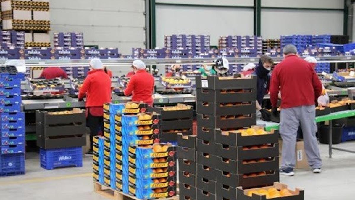 Con una tradición centenaria, las cooperativas agroalimentarias valencianas están entre las más potentes e innovadoras de España.