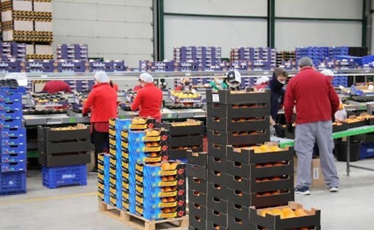 Con una tradición centenaria, las cooperativas agroalimentarias valencianas están entre las más potentes e innovadoras de España.