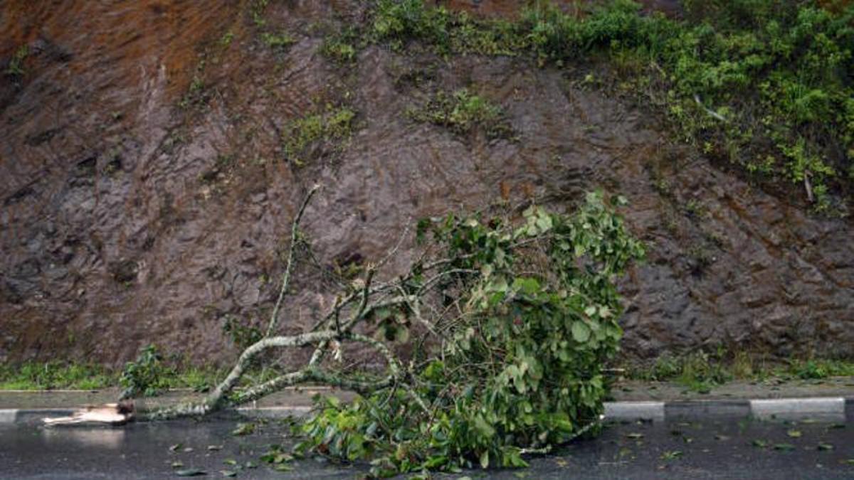 Árbol caido por las rachas de fuertes vientos