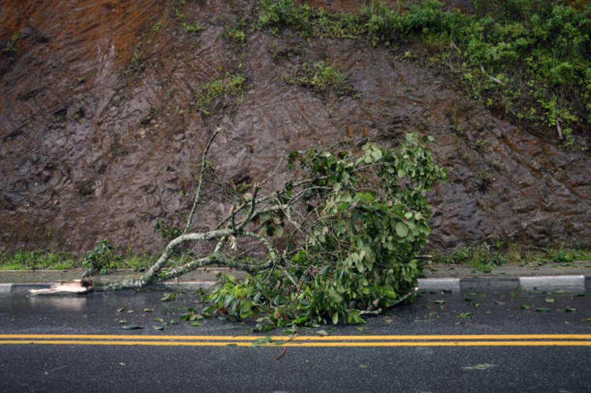Árbol caido por las rachas de fuertes vientos