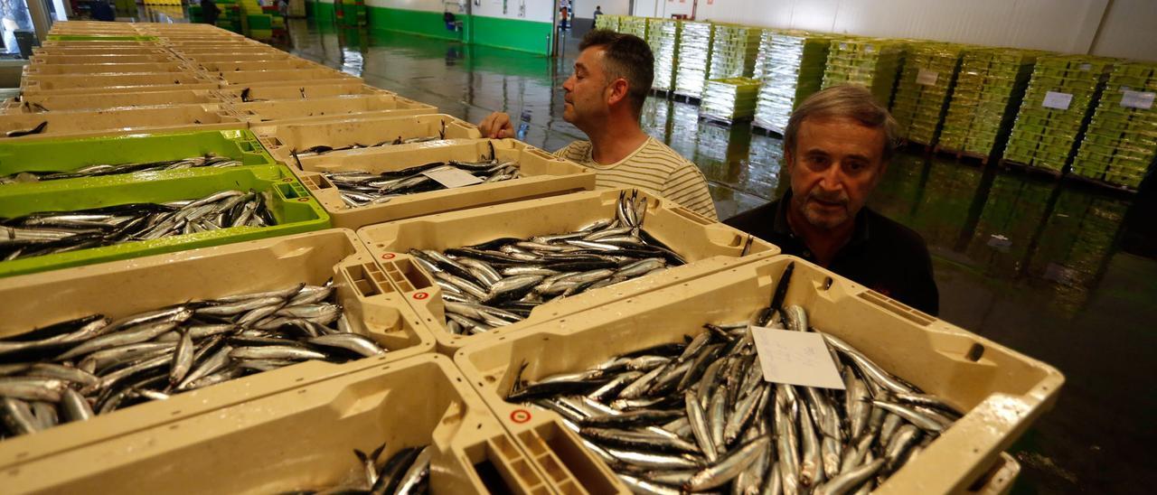 Dos compradores de pescado examinan la calidad de unas cajas de bocarte en la rula de Avilés durante la costera de 2020.