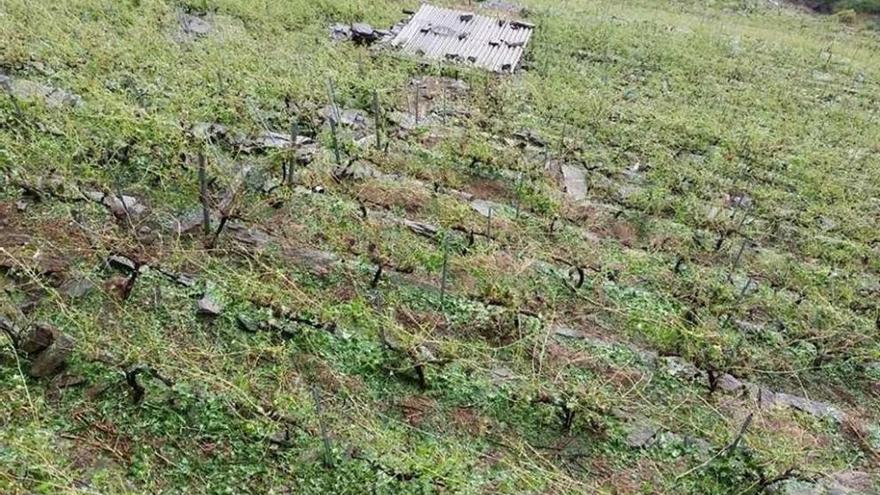 Así han quedado los viñedos en la zona devastada por el granizo.  // FdV