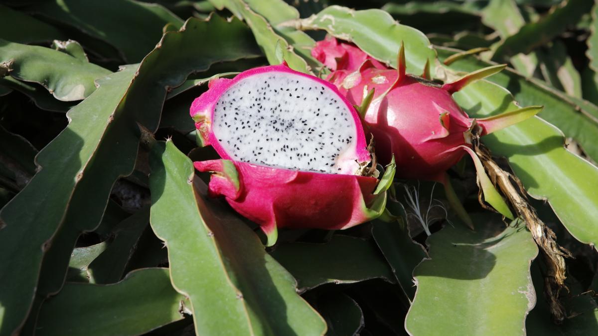 Eine halbierte Pitaya.