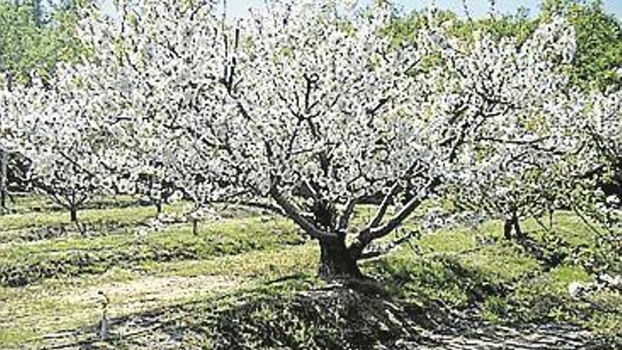 Elaborado el primer mapa genético de la variedad de cereza ambrunés en España