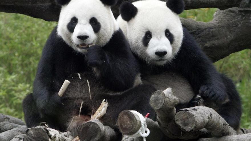 ¿Sabes por qué los osos panda son blancos y negros?