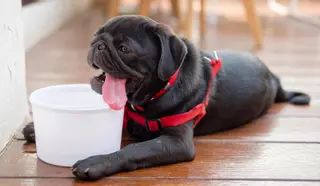 Consejos para proteger a tu mascota del calor