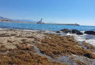 Una nueva vida para las algas invasoras: de plaga a recurso valioso