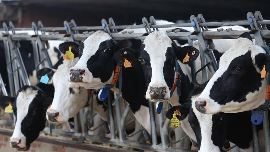 El precio de la leche se hunde 6 céntimos en Galicia en abril: crece brecha con España y la pérdida asciende a 17 millones