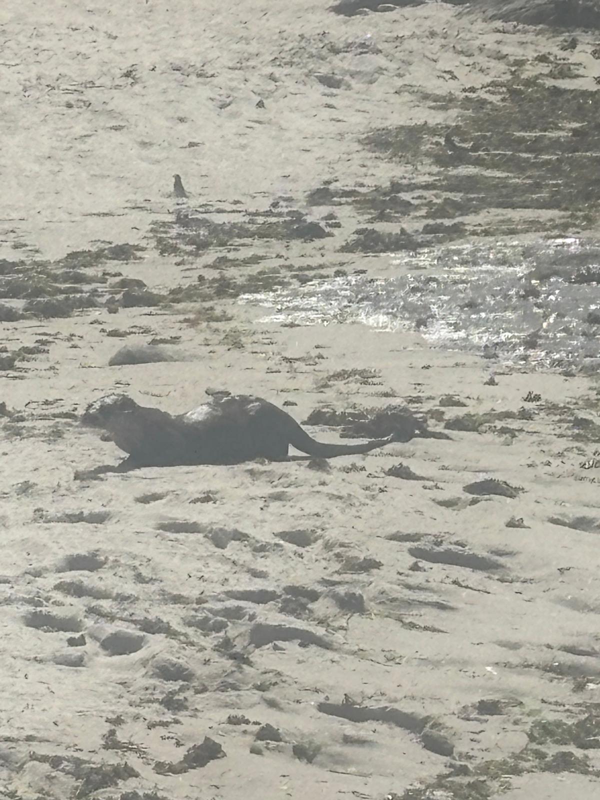 Una nutria, de bañista en las playas de Coruxo